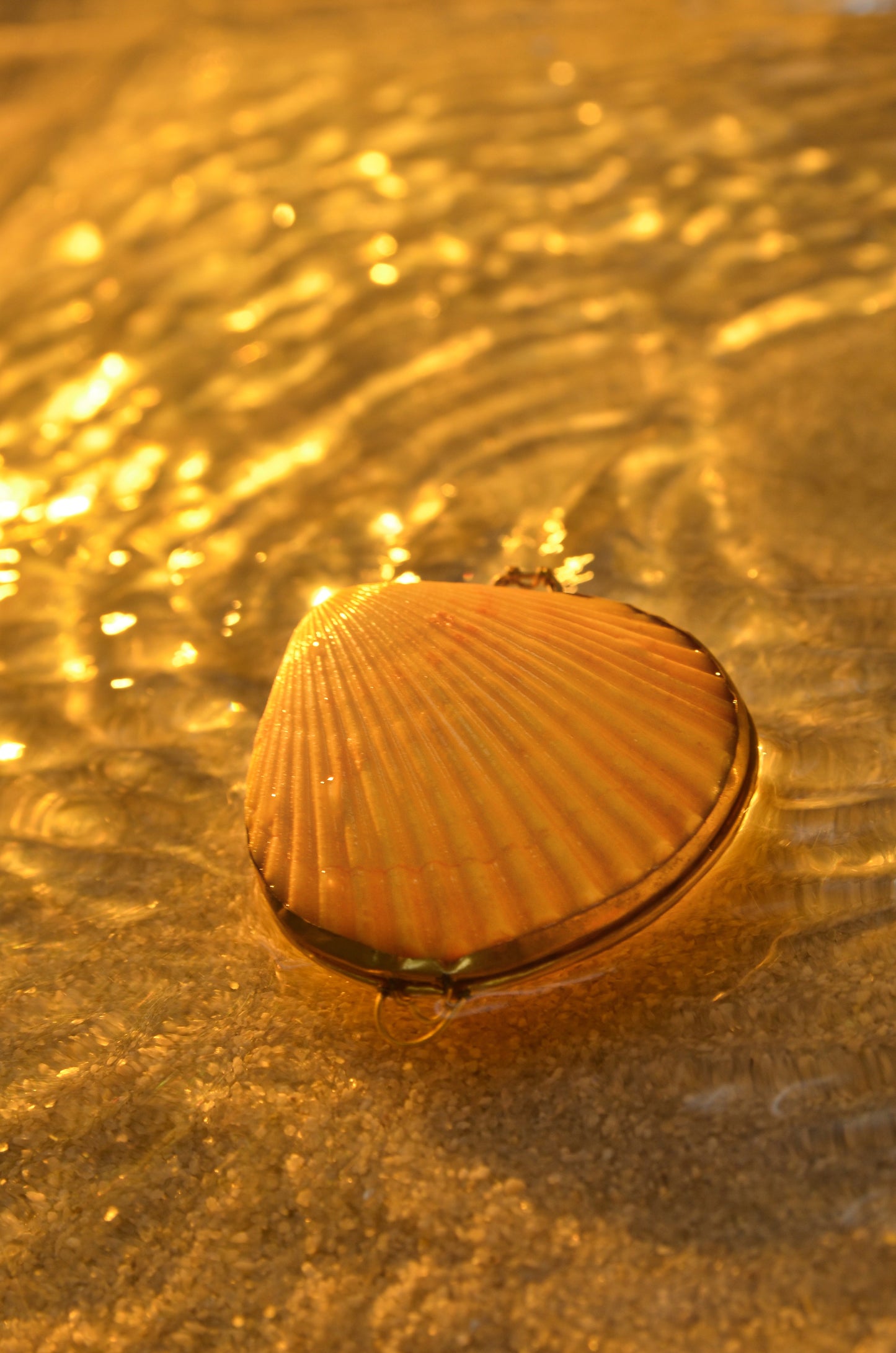 SEASHELL JEWELRY BOX - LIMITED EDITION